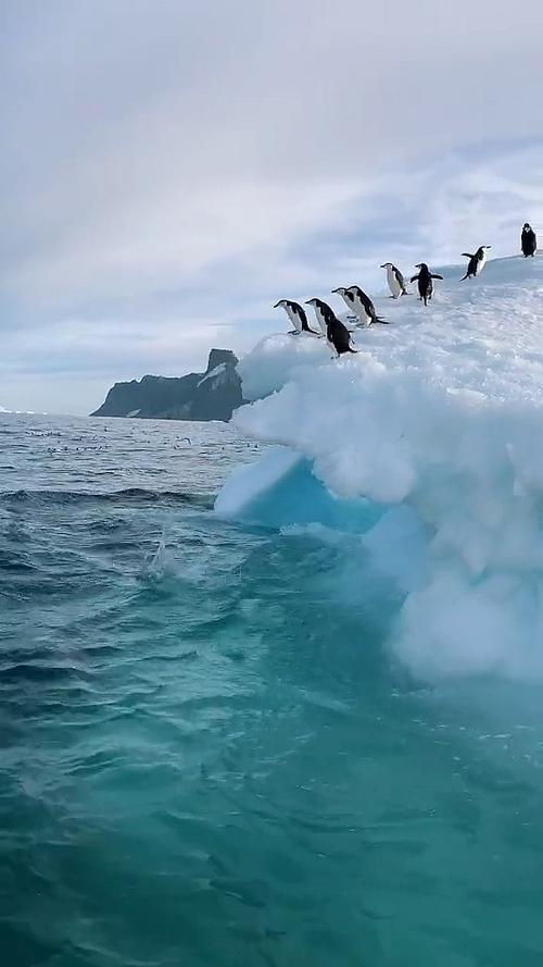 企鹅体育跳水直播在线观看