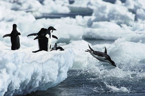 企鹅怎么跳水