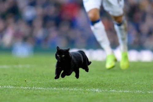 黑猫足球比赛进直播的相关图片
